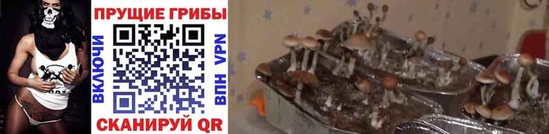Галлюциногенные грибы ЛСД Купить где Сальск